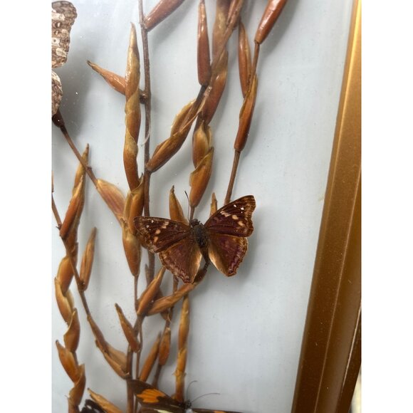Framed Butterfly Display With Gold Frame & Natural Dried Stalks - Picture 4 of 16